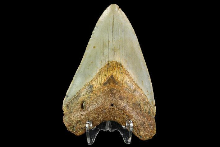 Fossil Megalodon Tooth - North Carolina #109882